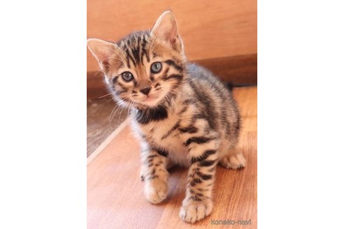 ベンガルでブラック系の子猫を探す｜子猫ブリーダーナビ