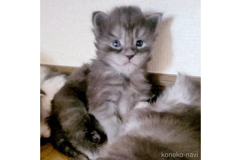 藤井利勝ブリーダーのメインクーンの子猫