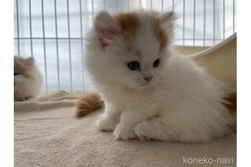 ミヌエットの子猫を探す｜子猫ブリーダーナビ