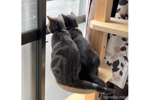 田上寿江ブリーダーの詳細