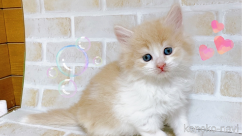 サイベリアンの子猫を探す（14ページ目）｜子猫ブリーダーナビ