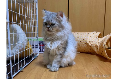 南部愛如皇ブリーダーの詳細