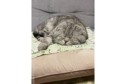 成瀬嘉徳ブリーダーの詳細