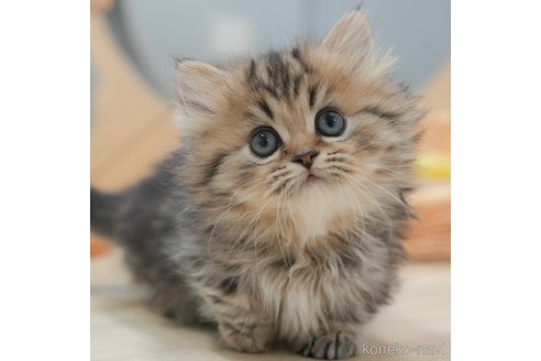 ミヌエットの子猫を探す｜子猫ブリーダーナビ