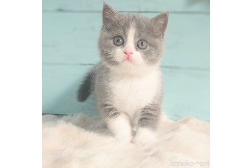 343イギリス買い付け猫の顔型金属製小物入れ重いブロンズ風