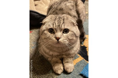 成瀬嘉徳ブリーダーの詳細