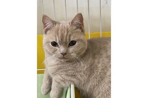 若林幸子ブリーダーの詳細の1枚目
