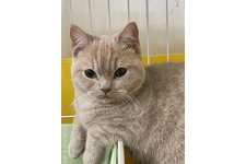 若林幸子ブリーダー