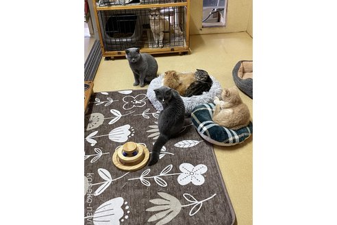 若林幸子ブリーダーの詳細