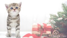 持田みいあブリーダー
