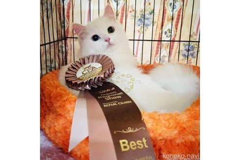 幾橋俊介ブリーダーの詳細の1枚目