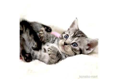 ジェネッタでシルバー系の子猫を探す｜子猫ブリーダーナビ