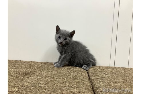 ロシアンブルーの子猫を探す(2ページ目)|子猫ブリーダーナビ ロシアンブルーの子猫を探す(2ページ目)|子猫ブリーダーナビ