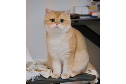 スコティッシュフォールド(折れ耳)のブリーダーを探す｜子猫