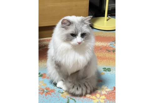 佐々木健ブリーダーの詳細の1枚目
