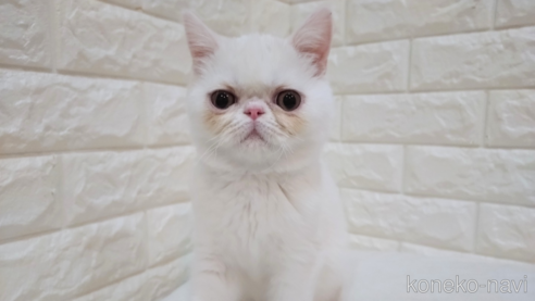 女の子のエキゾチックショートヘアの子猫を探す（7ページ目