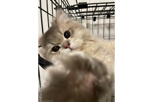 廣瀬章子ブリーダーの詳細の1枚目