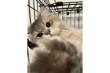 廣瀬章子ブリーダー