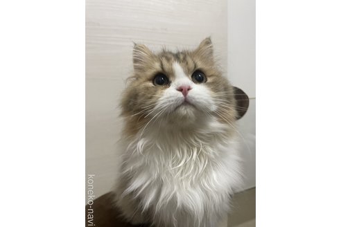 廣瀬章子ブリーダーの詳細