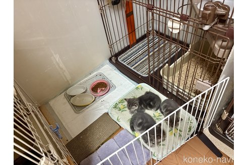 時田陽平ブリーダーの詳細