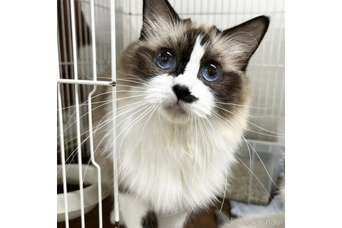 販売中のラグドールの親猫