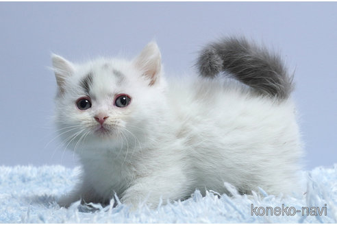 予約販売 ミヌエット(短足)の子猫を探す（8ページ目）｜子猫ブリーダーナビ キャットフード