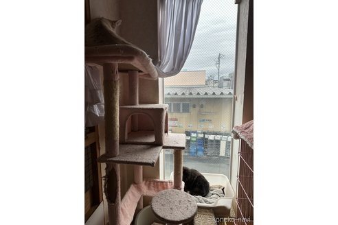 那々木亜弥ブリーダーの詳細
