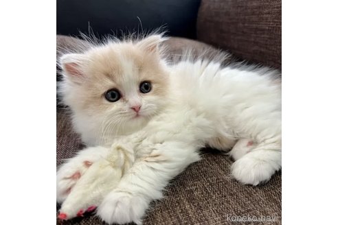 李世明ブリーダーの詳細
