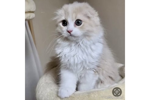 李世明ブリーダーの詳細