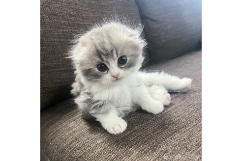 李世明ブリーダーの詳細
