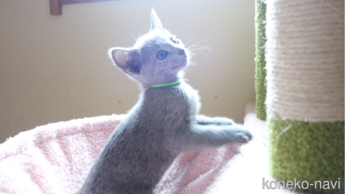 女の子のロシアンブルーの子猫を探す(5ページ目)|子猫 女の子のロシアンブルーの子猫を探す(5ページ目)|子猫