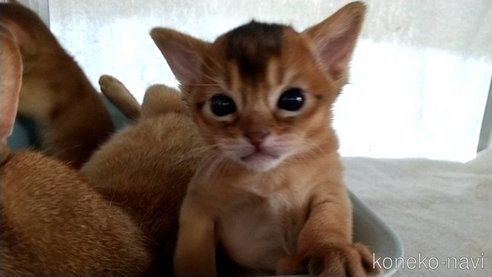 アビシニアンでルディの子猫を探す｜子猫ブリーダーナビ