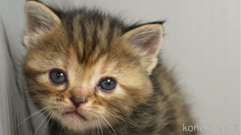 アメリカンショートヘアでブラウン系の子猫を探す｜子猫