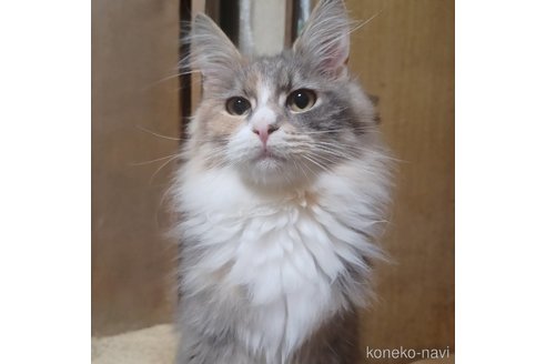 山口実起ブリーダーの詳細の1枚目