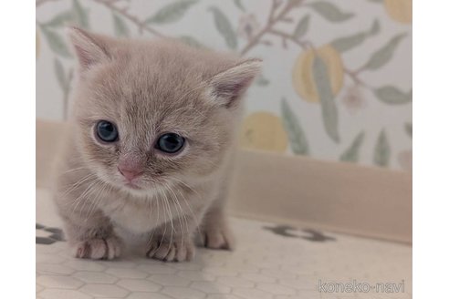 兵庫県でマンチカン(短足)の子猫を探す|子猫ブリーダーナビ 兵庫県でマンチカン(短足)の子猫を探す|子猫ブリーダーナビ
