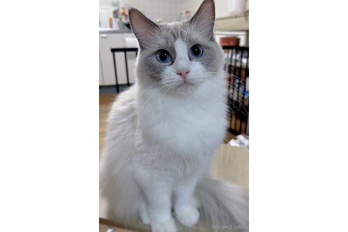 恩田英子ブリーダーの詳細の1枚目