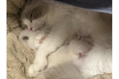 恩田英子ブリーダーの詳細