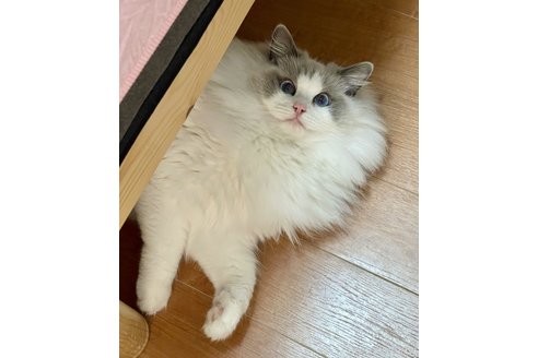 鄭雨杰ブリーダーの詳細の1枚目
