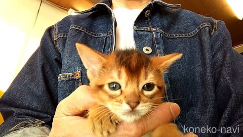 羊毛フェルト 猫 アビシニアン ねこ ネコ 猫フィギュア | iichi