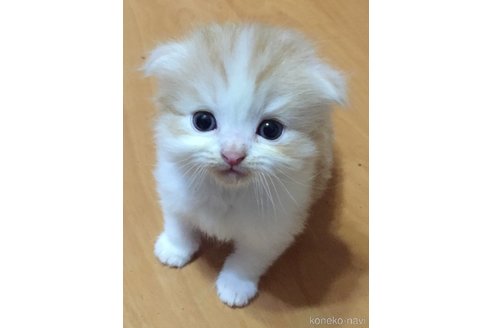 阿部裕紀ブリーダーの詳細