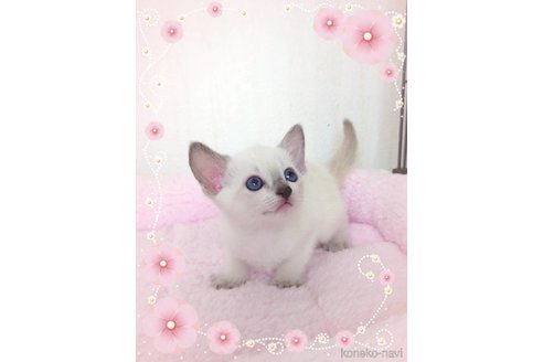 七里智子ブリーダーの詳細