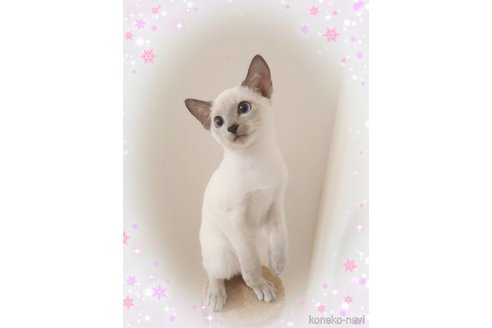 七里智子ブリーダーの詳細
