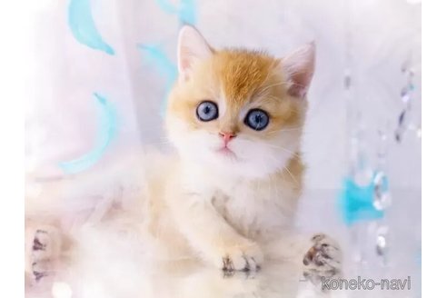 よちよちbaby猫ちゃん♡ テディベア ねこ ドール - メルカリ