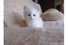 田中ひとみブリーダー