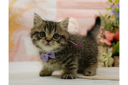 【一部予約販売】 ミヌエットの子猫を探す（36ページ目）｜子猫ブリーダーナビ 着せ替え服・アウトフィット