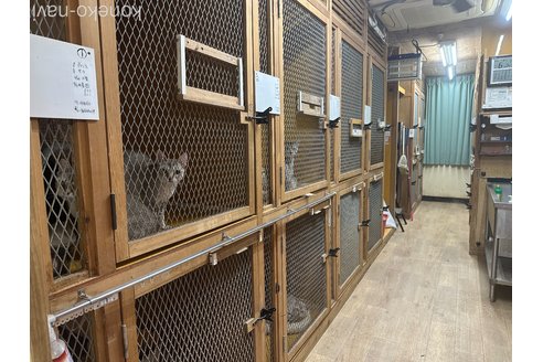 本間一夫ブリーダーの詳細