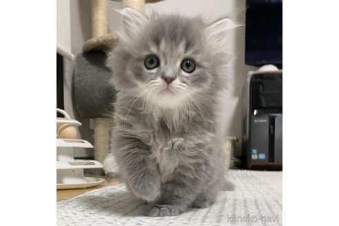 【数々のアワードを受賞】 価格の安い(20万円〜30万円)ミヌエットの子猫を探す｜子猫 着せ替え服・アウトフィット