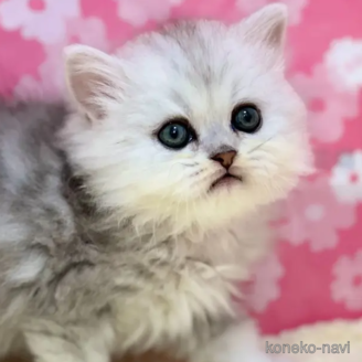全信頼を寄せる ミヌエットの子猫を探す｜子猫ブリーダーナビ 着せ替え服・アウトフィット
