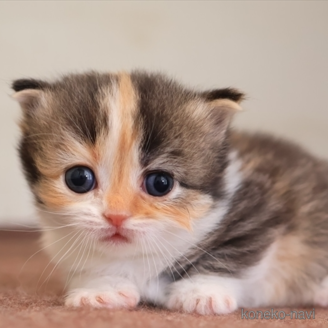 ミヌエット(短足)の子猫を探す｜子猫ブリーダーナビ