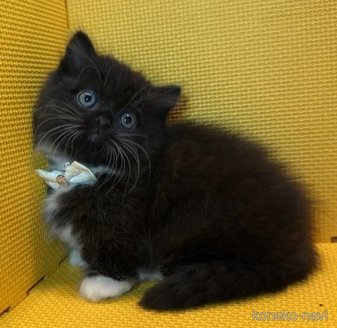 ミヌエット(短足)の子猫を探す｜子猫ブリーダーナビ